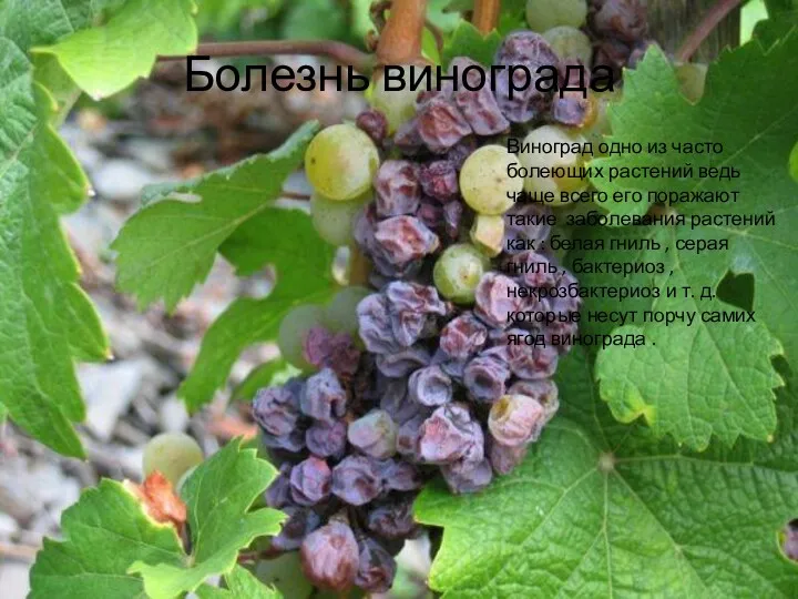 Болезнь винограда Виноград одно из часто болеющих растений ведь чаще