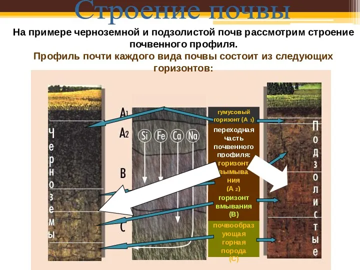 Строение почвы На примере черноземной и подзолистой почв рассмотрим строение