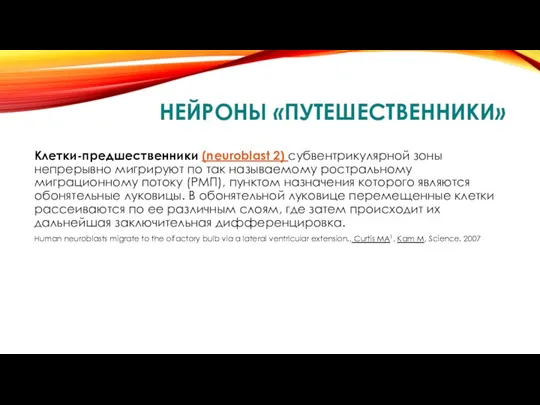 НЕЙРОНЫ «ПУТЕШЕСТВЕННИКИ» Клетки-предшественники (neuroblast 2) субвентрикулярной зоны непрерывно мигрируют по