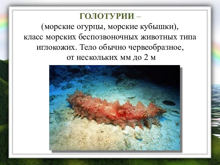 ГОЛОТУРИИ – (морские огурцы, морские кубышки), класс морских беспозвоночных животных