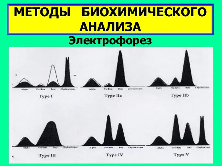 МЕТОДЫ БИОХИМИЧЕСКОГО АНАЛИЗА Электрофорез