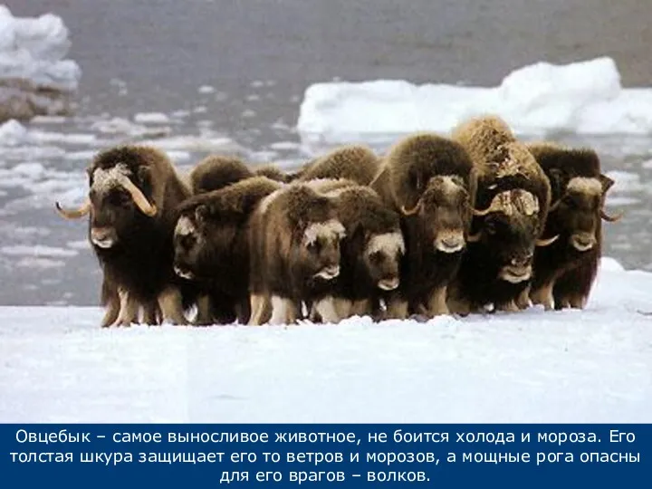 Овцебык – самое выносливое животное, не боится холода и мороза.