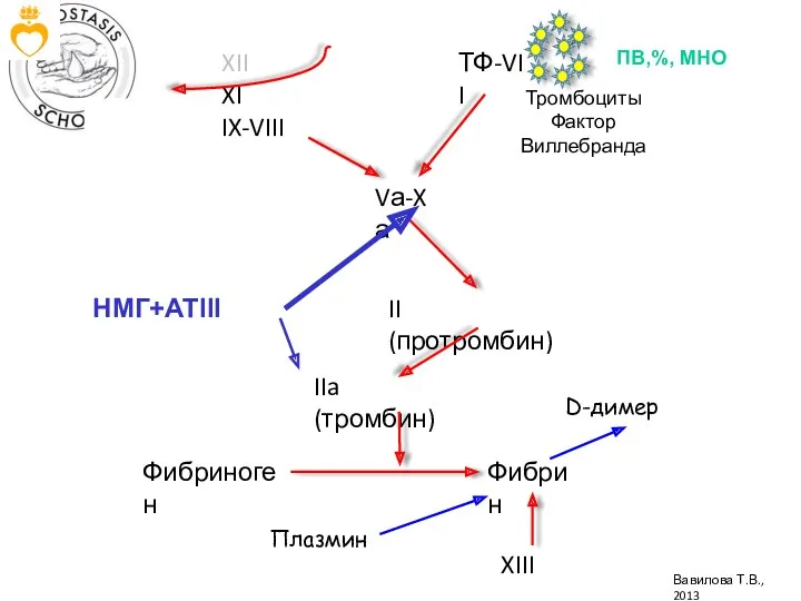 XII XI IX-VIII Vа-Xа ТФ-VII II (протромбин) IIa (тромбин) Фибриноген