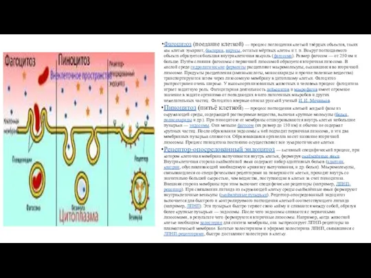 Фагоцитоз (поедание клеткой) — процесс поглощения клеткой твёрдых объектов, таких