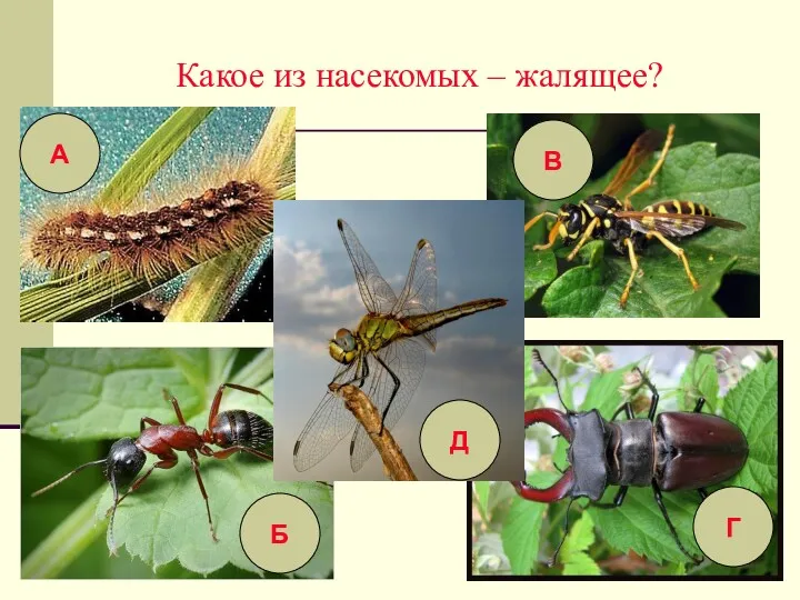 Какое из насекомых – жалящее? А Г Б В Д