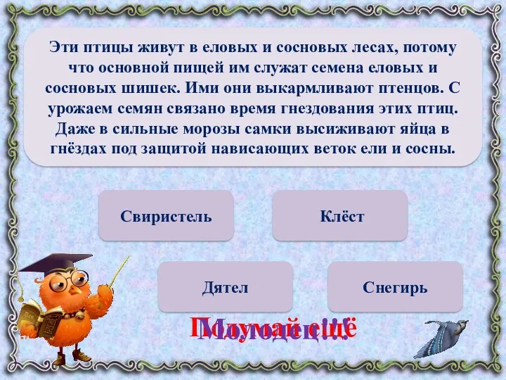 Свиристель Дятел Снегирь Клёст Подумай ещё Молодец!!! Эти птицы живут в еловых и