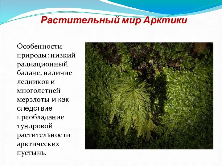 Растительный мир Арктики Особенности природы: низкий радиационный баланс, наличие ледников