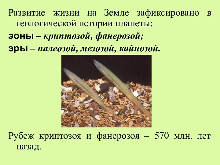 Развитие жизни на Земле зафиксировано в геологической истории планеты: эоны