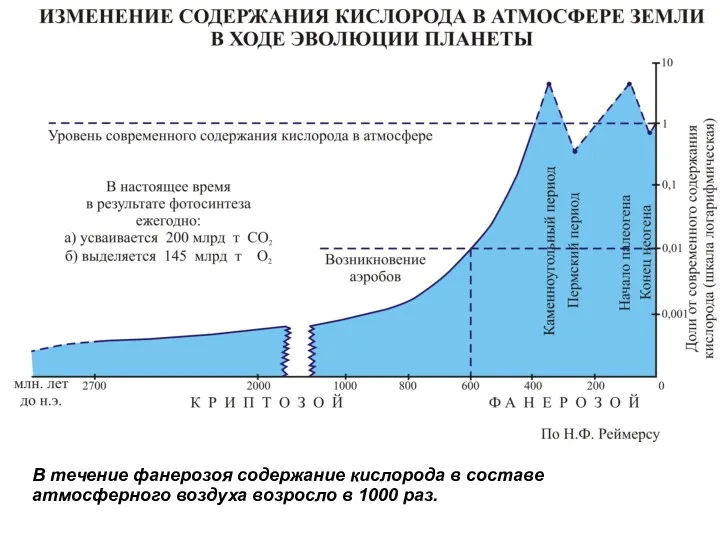 В течение фанерозоя содержание кислорода в составе атмосферного воздуха возросло в 1000 раз.