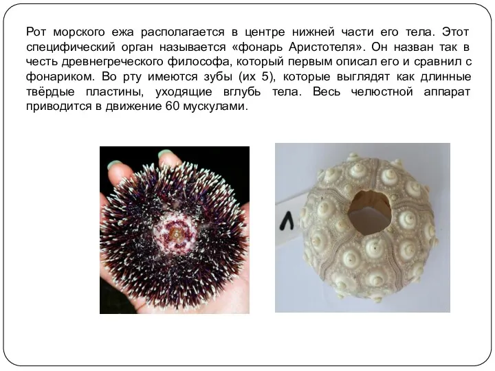 Рот морского ежа располагается в центре нижней части его тела.