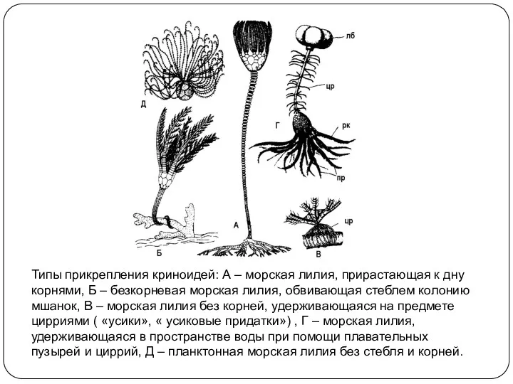 Типы прикрепления криноидей: А – морская лилия, прирастающая к дну