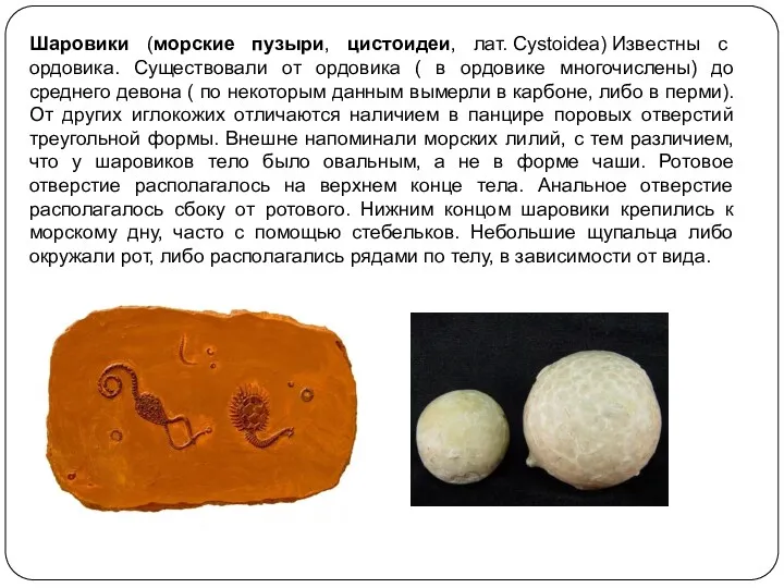 Шаровики (морские пузыри, цистоидеи, лат. Cystoidea) Известны с ордовика. Существовали