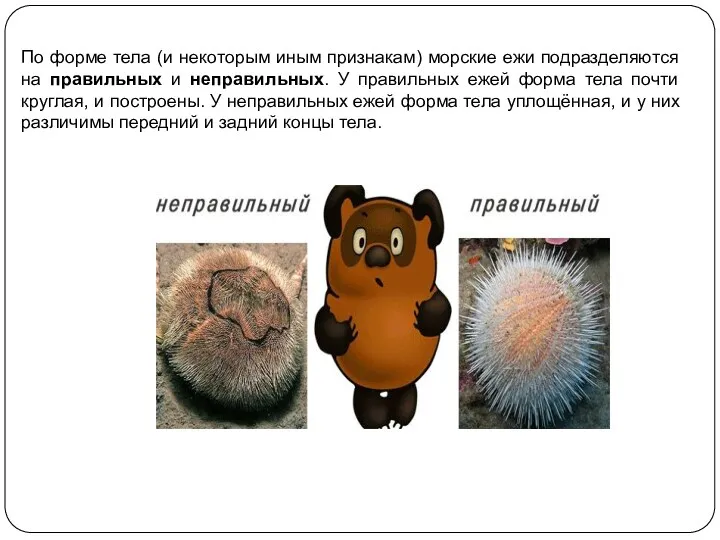 По форме тела (и некоторым иным признакам) морские ежи подразделяются