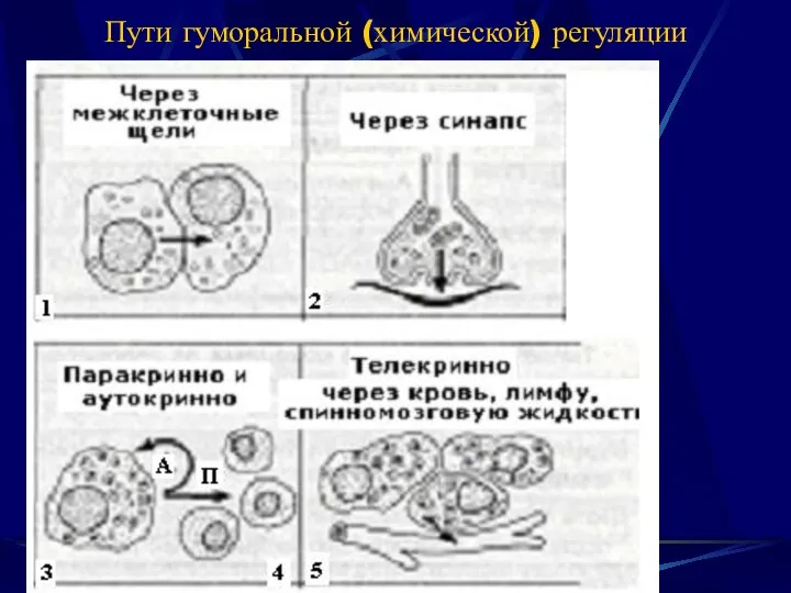 Пути гуморальной (химической) регуляции