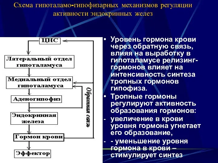 Схема гипоталамо-гипофизарных механизмов регуляции активности эндокринных желез Уровень гормона крови