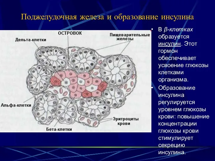 Поджелудочная железа и образование инсулина В β-клетках образуется инсулин. Этот