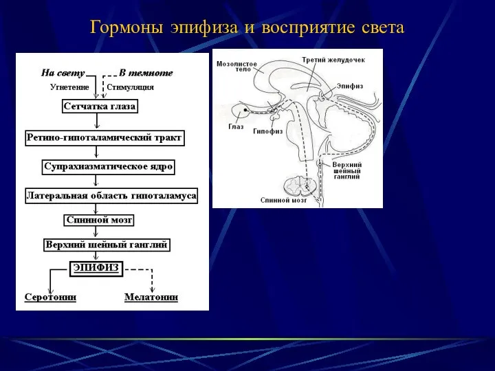 Гормоны эпифиза и восприятие света