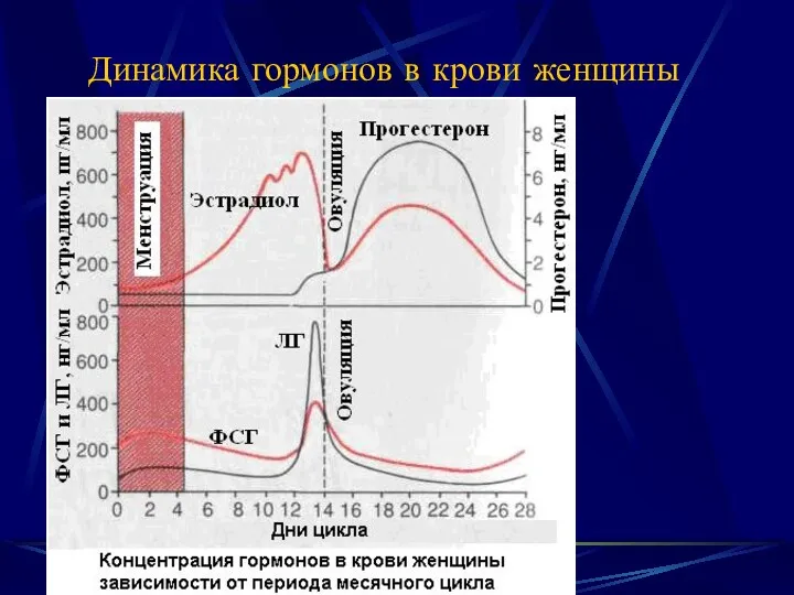 Динамика гормонов в крови женщины