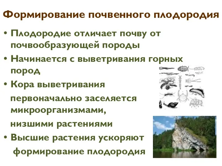 Формирование почвенного плодородия Плодородие отличает почву от почвообразующей породы Начинается