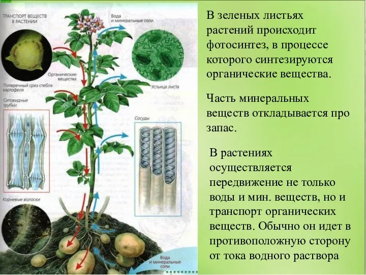 В зеленых листьях растений происходит фотосинтез, в процессе которого синтезируются