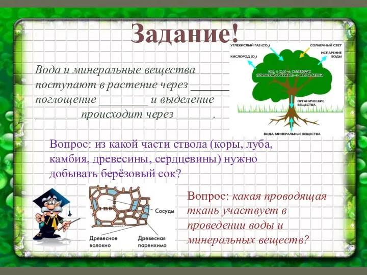 Задание! Вода и минеральные вещества поступают в растение через _______,