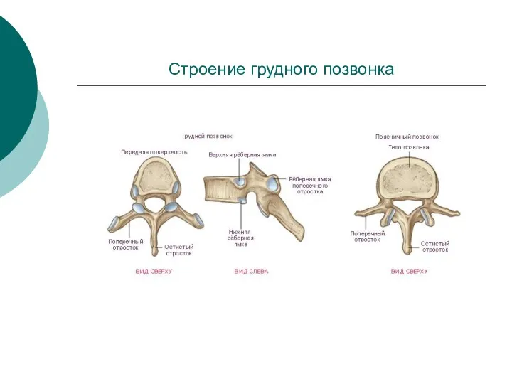 Строение грудного позвонка