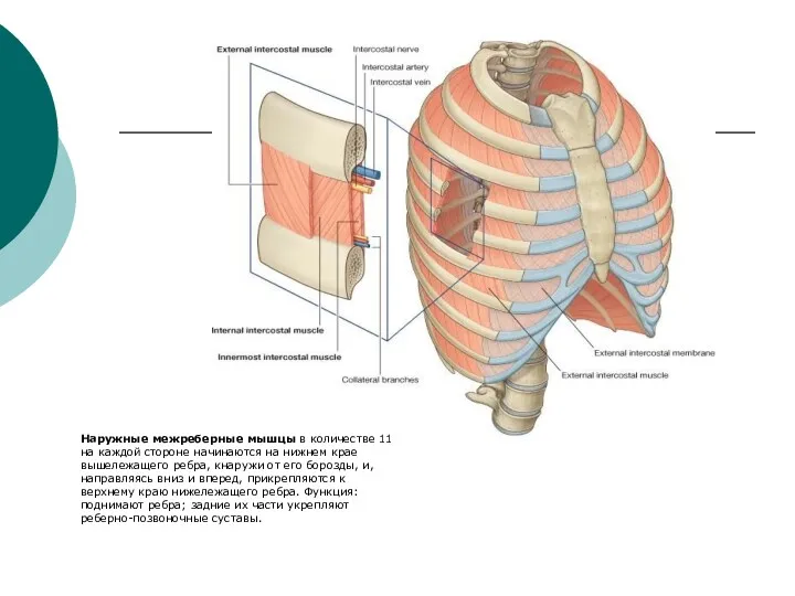 Наружные межреберные мышцы в количестве 11 на каждой стороне начинаются