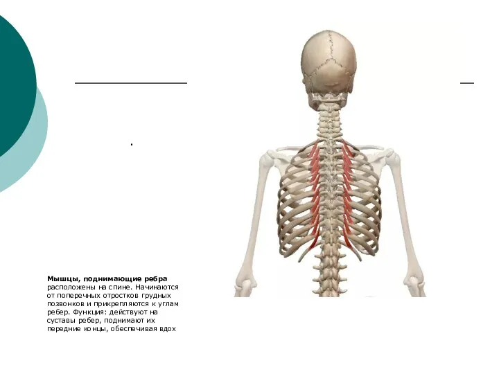 . Мышцы, поднимающие ребра расположены на спине. Начинаются от поперечных