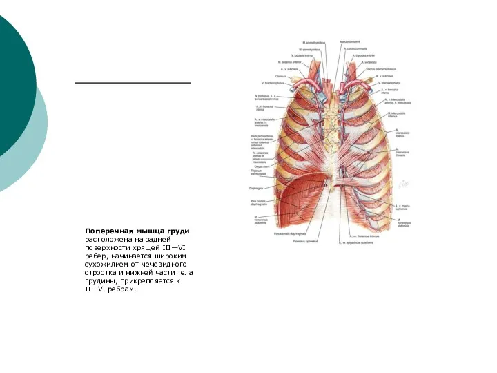 Поперечная мышца груди расположена на задней поверхности хрящей III—VI ребер,