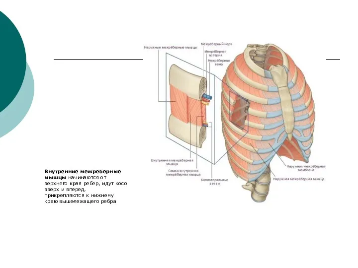 . Внутренние межреберные мышцы начинаются от верхнего края ребер, идут