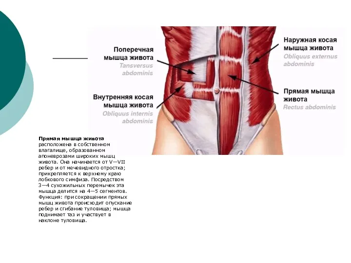 Прямая мышца живота расположена в собственном влагалище, образованном апоневрозами широких