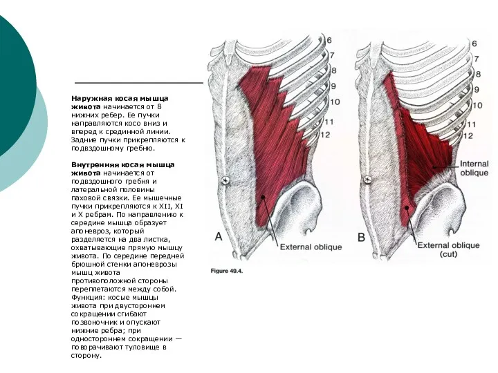 Наружная косая мышца живота начинается от 8 нижних ребер. Ее