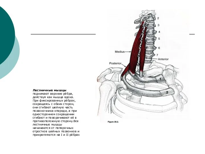 Лестничные мышцы поднимают верхние рёбра, действуя как мышца вдоха. При