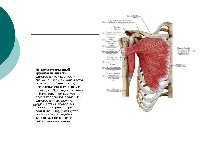 вдоха. Напряжение большой грудной мышцы при фиксированном корпусе и свободной