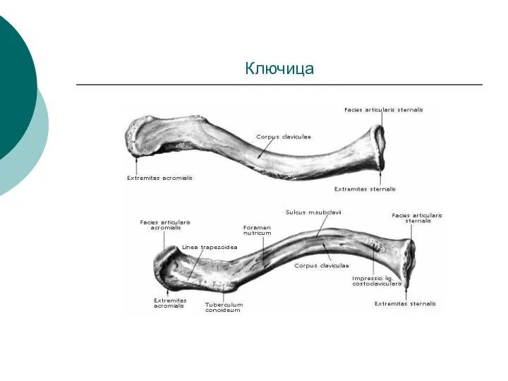 Ключица