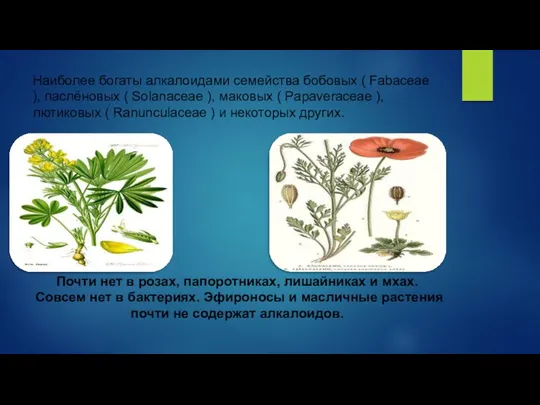 Наиболее богаты алкалоидами семейства бобовых ( Fabaceae ), паслёновых (