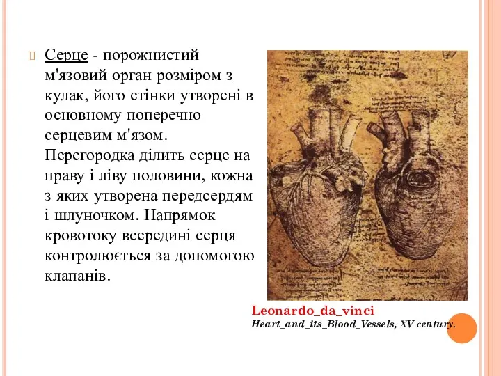 Серце - порожнистий м'язовий орган розміром з кулак, його стінки