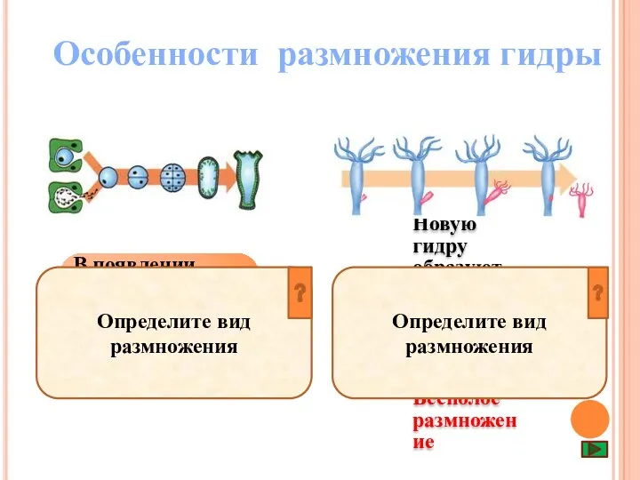 Особенности размножения гидры В появлении новой гидры участвуют две полове