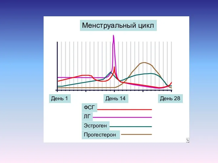 ФСГ ЛГ Эстроген Прогестерон День 1 День 14 День 28 Менструальный цикл