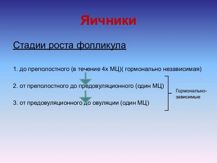 Яичники Стадии роста фолликула 1. до преполостного (в течение 4х