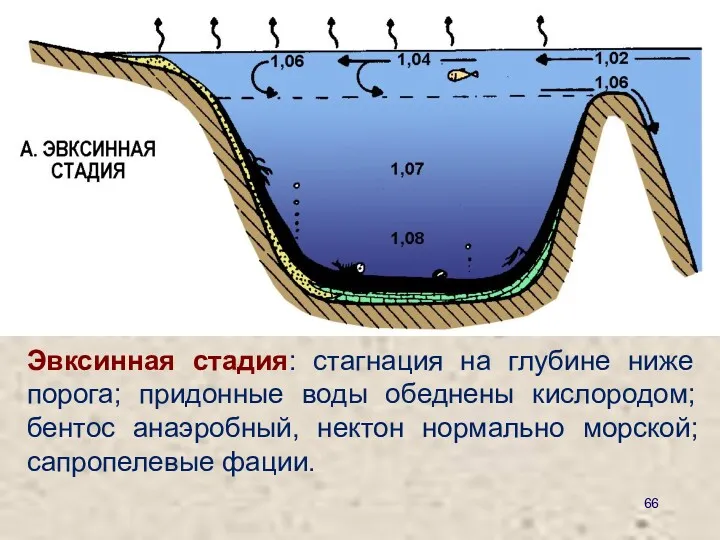 Эвксинная стадия: стагнация на глубине ниже порога; придонные воды обеднены