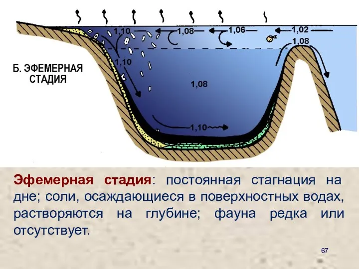 Эфемерная стадия: постоянная стагнация на дне; соли, осаждающиеся в поверхностных