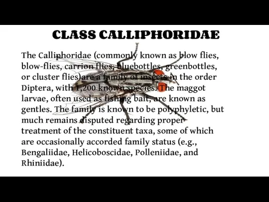 The Calliphoridae (commonly known as blow flies, blow-flies, carrion flies, bluebottles, greenbottles, or