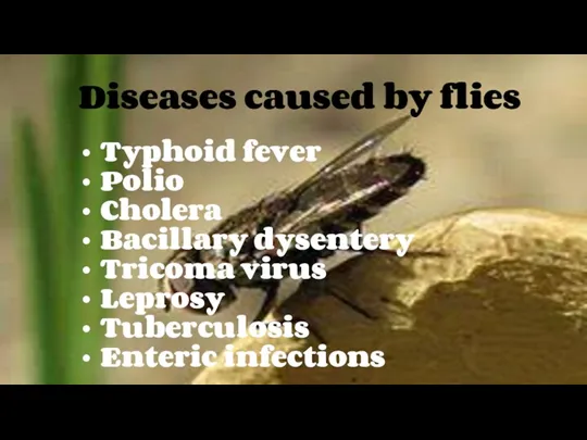 Diseases caused by flies Typhoid fever Polio Cholera Bacillary dysentery Tricoma virus Leprosy Tuberculosis Enteric infections