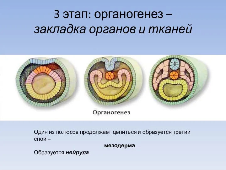 3 этап: органогенез – закладка органов и тканей Один из полюсов продолжает делиться