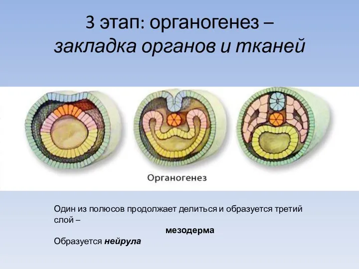 3 этап: органогенез – закладка органов и тканей Один из