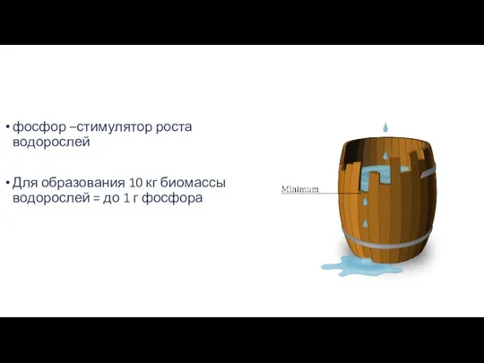 фосфор –стимулятор роста водорослей Для образования 10 кг биомассы водорослей = до 1 г фосфора