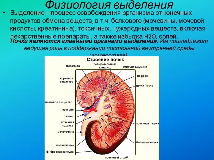 Физиология выделения Выделение – процесс освобождения организма от конечных продуктов