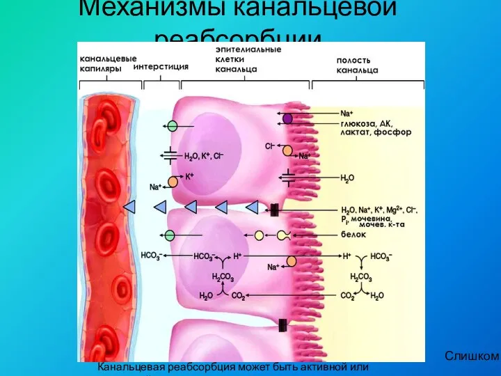 Механизмы канальцевой реабсорбции Канальцевая реабсорбция может быть активной или пассивной. Слишком