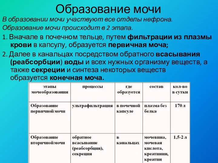 Образование мочи В образовании мочи участвуют все отделы нефрона. Образование